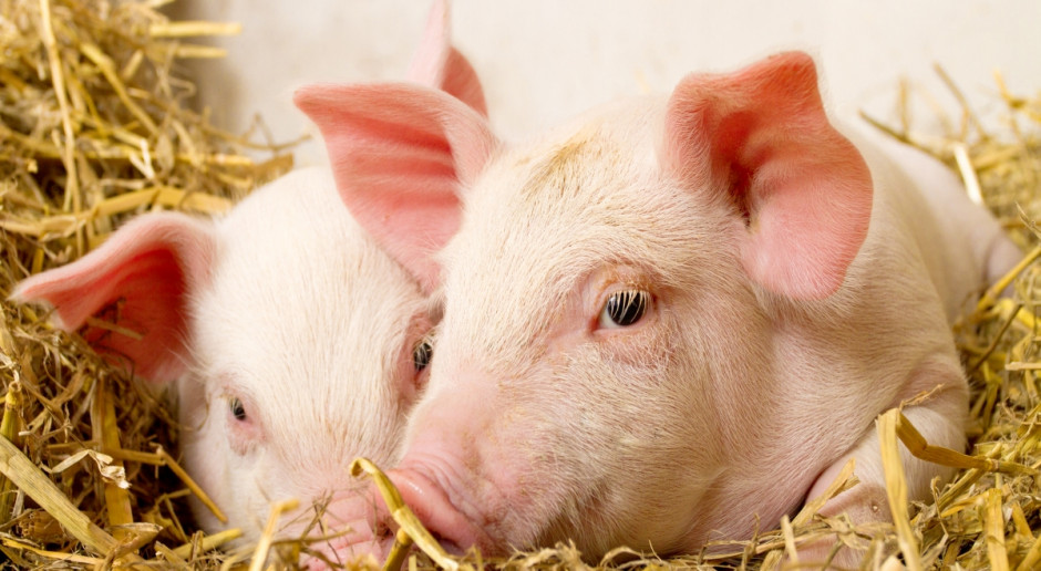 Fot.Fotolia Zaproszenie do wzięcia udziału w Grand Prix UE PiG