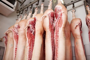KZP-PTCh: Wzrost eksportu nie zrównoważy wysokiej podaży wieprzowiny