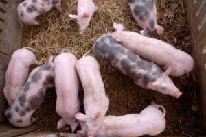 UE: Trwa wzrost cen świń rzeźnych