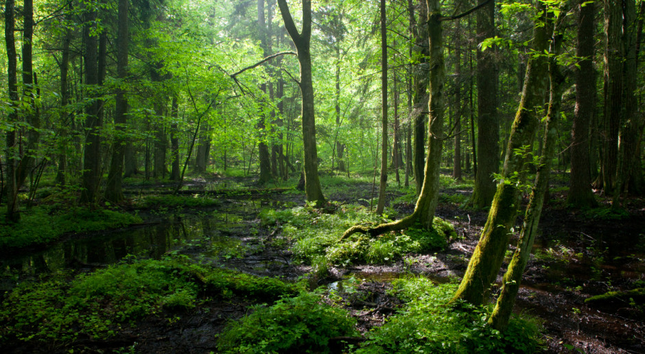 Fot. Shutterstock Kowalczyk: Harwestery nie wrócą do Puszczy Białowieskiej