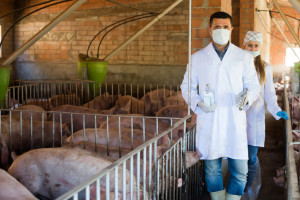 Izby Rolnicze apelują o przywrócenie części wymogów bioasekuracji w małych stadach świń