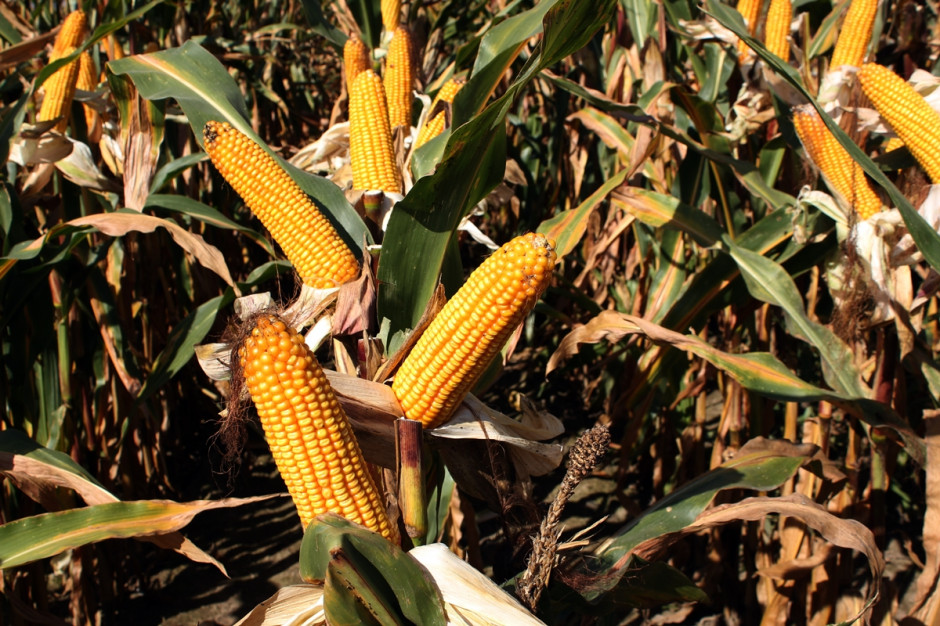23 nowe odmiany kukurydzy w Krajowym Rejestrze; Fot. A. Kobus