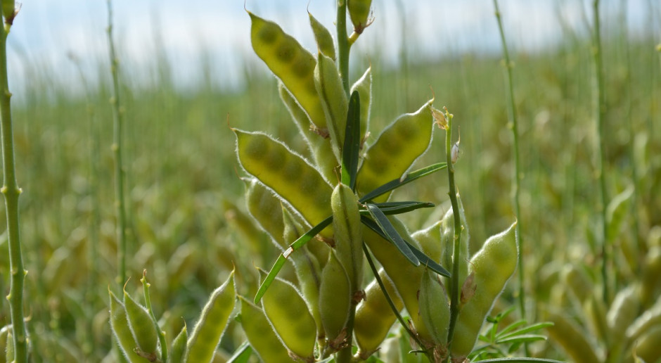 Fot. farmer.pl Rosja: Do 12 sierpnia zebrano 61,6 mln ton zbóż i bobowatych