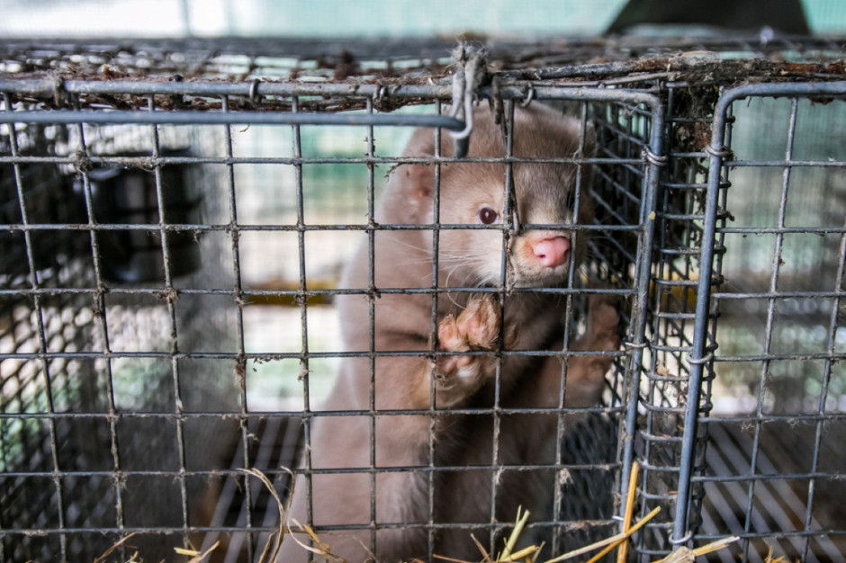 Irlandzki rząd uchwalił przepisy zakazujące hodowli zwierząt futerkowych wraz z system rekompensat dla właścicieli ferm zwierząt futerkowych; Fot. Shutterstock