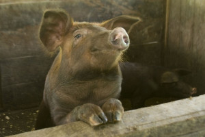 Pogłowie świń rośnie nie tylko w Polsce