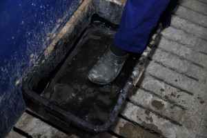 Do 10 świń bez bioasekuracji? Trwają prace nad przepisami