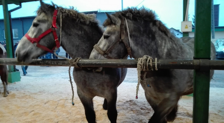 Fot. Centaurus Wstępy 2018 pod lupą obrońców praw zwierząt