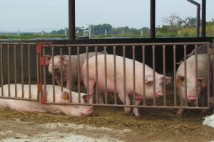 Prognoza sytuacji cenowej dla producentów świń