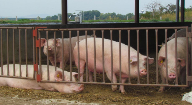 Prognoza sytuacji cenowej dla producentów świń