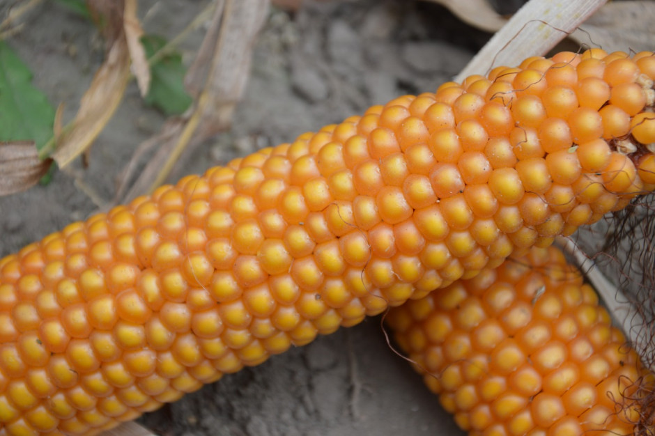 Francja podsumowała ostatni sezon uprawy kukurydzy; Fot. Katarzyna Szulc