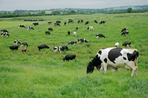 Belgia: Mniej bydła