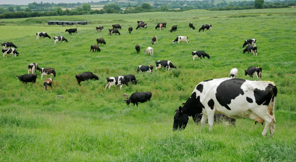 Fot.nFotolia Belgia: Mniej bydła