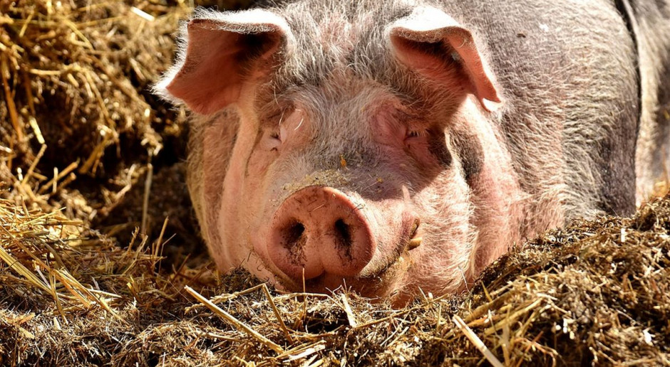 fot. Pixabay Na czym będą polegały kontrole bioasekuracji w całym kraju?