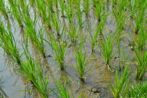 Ryż w Chinach uprawiano już 7400 lat temu