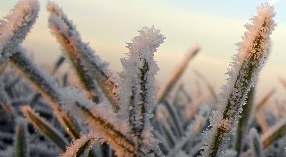 Miejscami temperatura spadła poniżej minus 20 °C, a przed nami kolejne dni z tak silnymi mrozami. Fot. A. Kobus Groźna fala mrozów – od czego może zależeć przezimowanie ozimin?