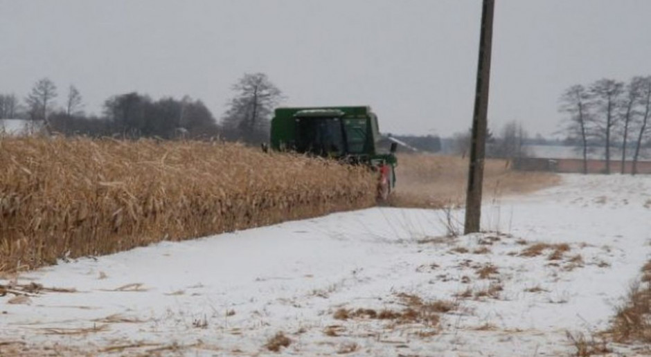 fot. farmer.pl W lutym jeszcze zbierają kukurydzę