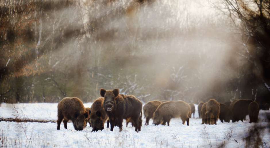 Fot. Shutterstock Finlandia: Ministerstwo zaleca szkolenia z odstrzału dzików