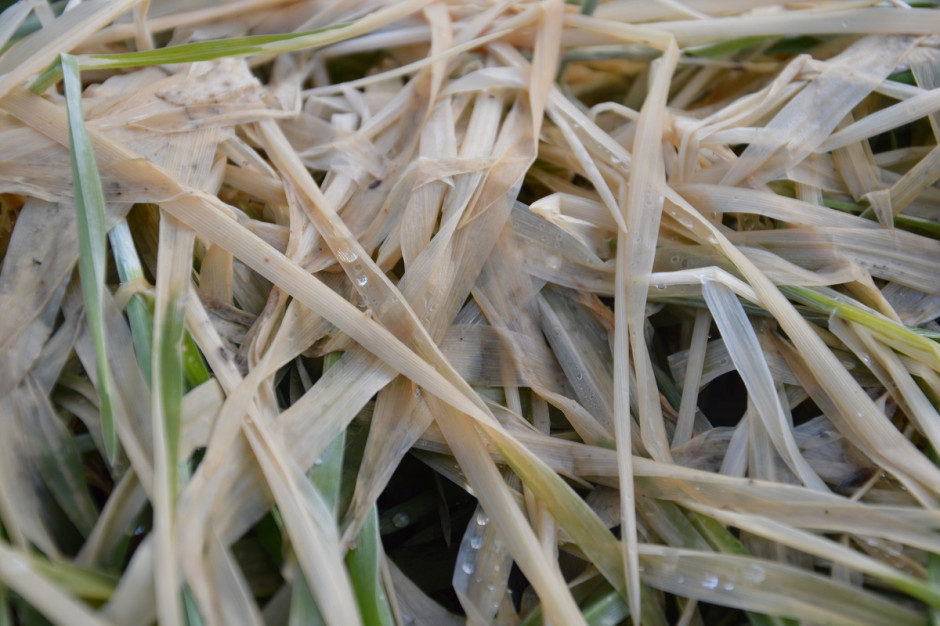 Jęczmień ozimy jest najbardziej wrażliwy spośród gatunków zbóż ozimych na działanie mrozu; Fot. Katarzyna Szulc