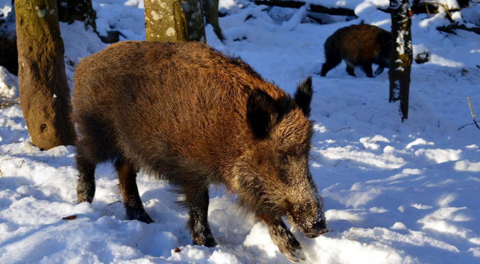 Fot.Pixabay KZP-PTCh przeciwny budowie zapory na granicy