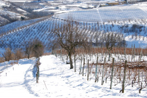 Włochy: Ponad 300 mln euro strat w rolnictwie z powodu ataku zimy