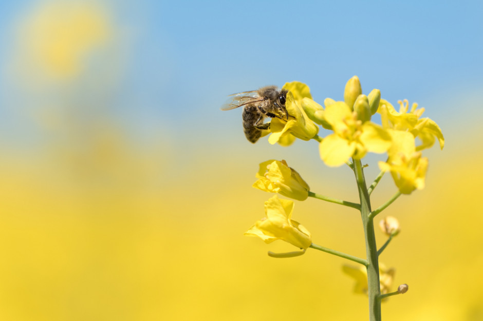 Spośród insektycydów, o których możemy mówić jako zdecydowanie bezpiecznych dla pszczół, podawany jest acetamipryd, fot. Shutterstock