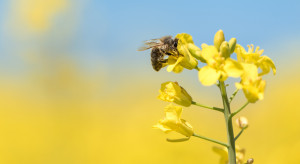 Nektar z rzepaku spryskanego chemią powodem zatrucia znacznej ilości pszczół