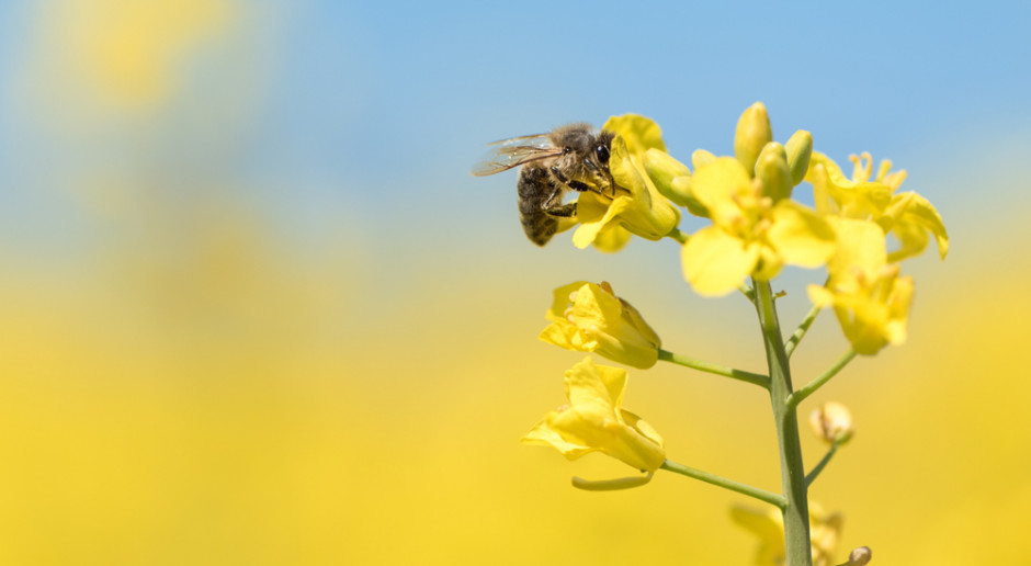 Fot. Shutterstock Neonikotynoidy na przegranej pozycji