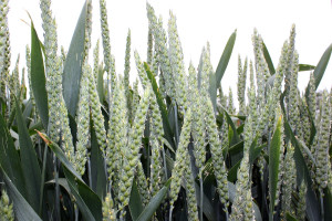 22 nowe odmiany zbóż ozimych