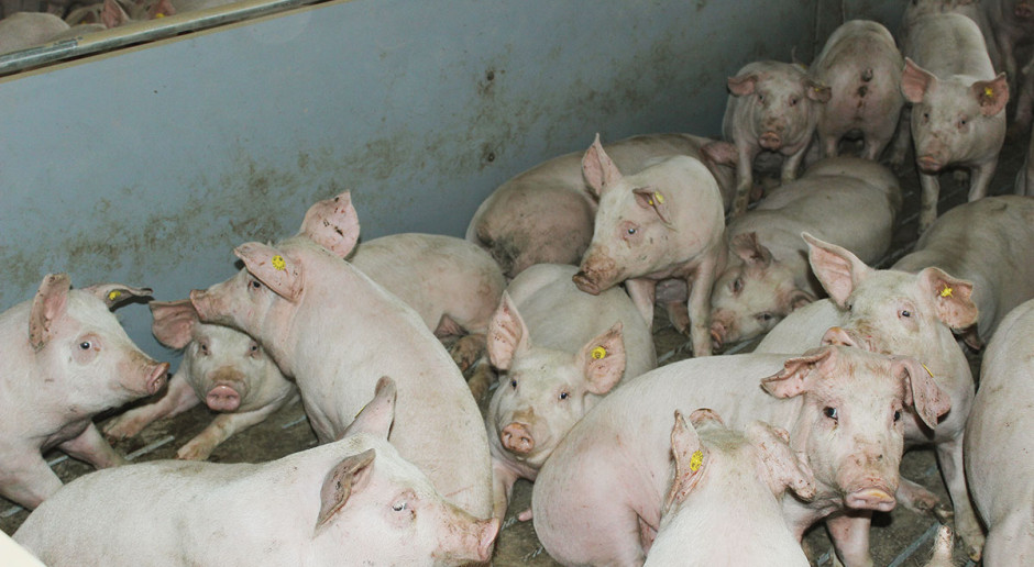 Bakterie z rodzaju Clostridium odpowiedzialne są za znaczną część upadków zwierząt w okresie tuczu Chroń swoje stado przed beztlenowcami