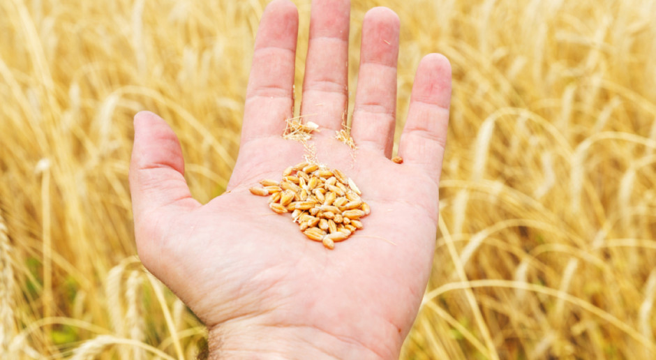 Fot. Shutterstock Giełdy krajowe: Więcej sprzedających niż kupujących zboża