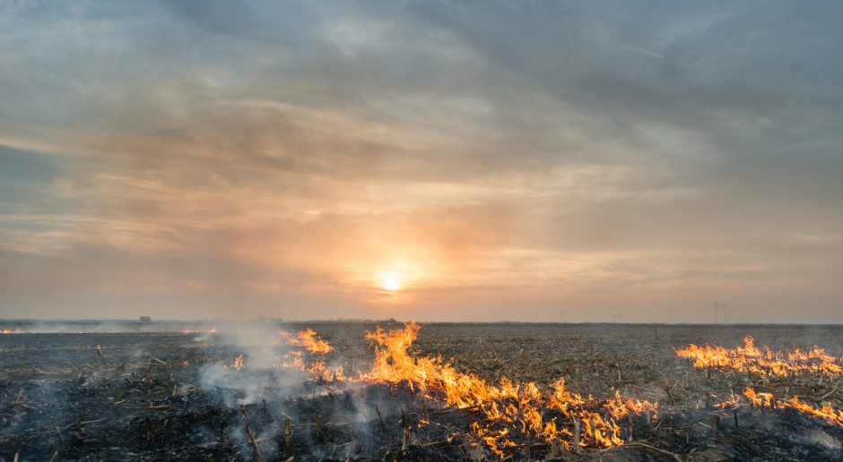 Fot. Shutterstock Wraca problem wypalania traw - strażacy apelują o rozsądek