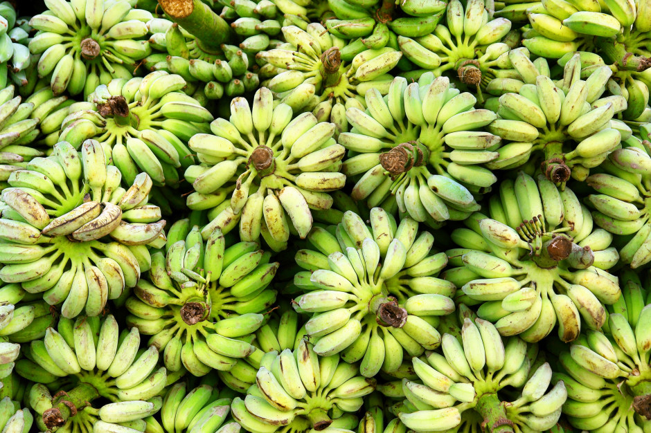 Polska najwięcej bananów sprowadziła z Ekwadoru, Belgii, Holandii oraz Niemiec, fot. Shutterstock