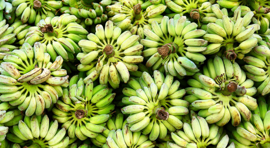Polska najwięcej bananów sprowadziła z Ekwadoru, Belgii, Holandii oraz Niemiec, fot. Shutterstock Ekspertka: Polska kupuje coraz więcej bananów