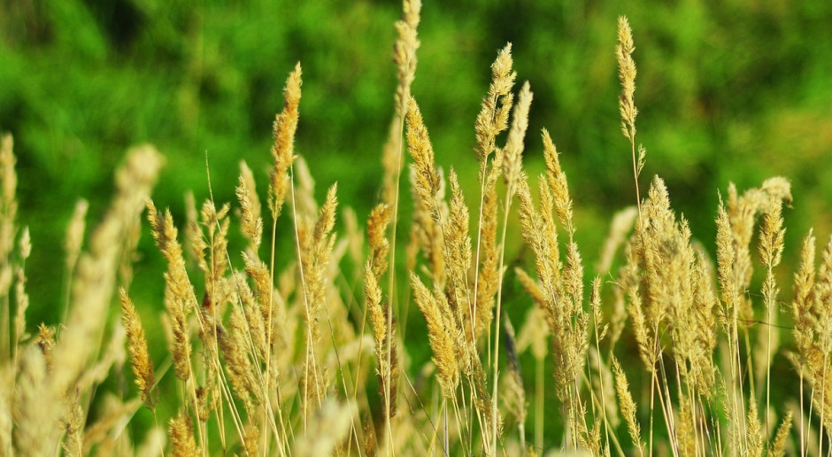 Produkcja traw na nasiona nie należy do najłatwiejszych, ale może przynieść wymierne korzyści, fot.pixabay Czy da się zarobić na uprawie traw nasiennych?