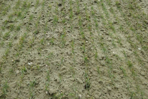 Plantacja z siewu opóźnionego wykonanego pod koniec października, fot. G. Podolska