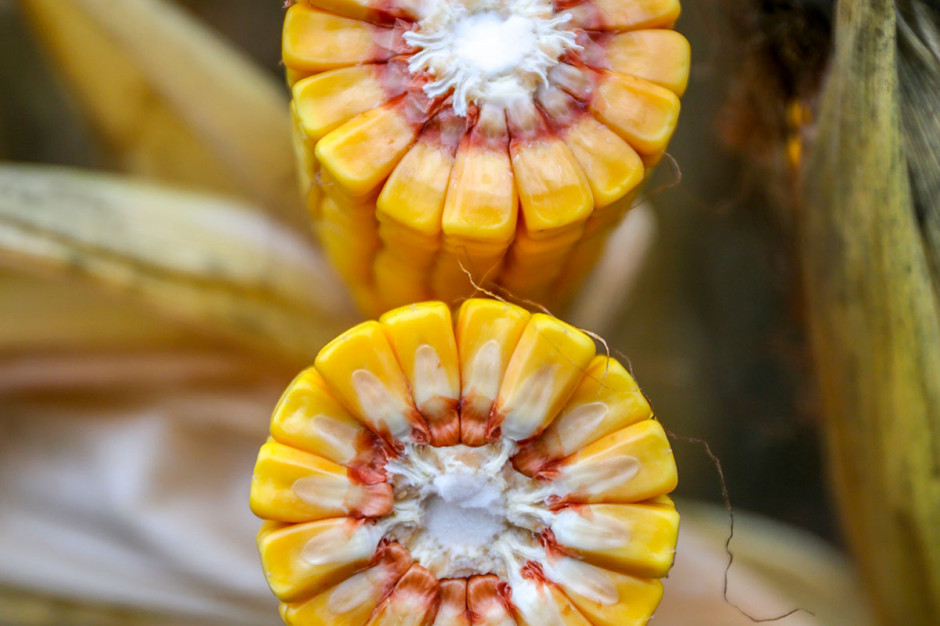 Kukurydza może się okazać w tym roku bardzo popularnym gatunkiem