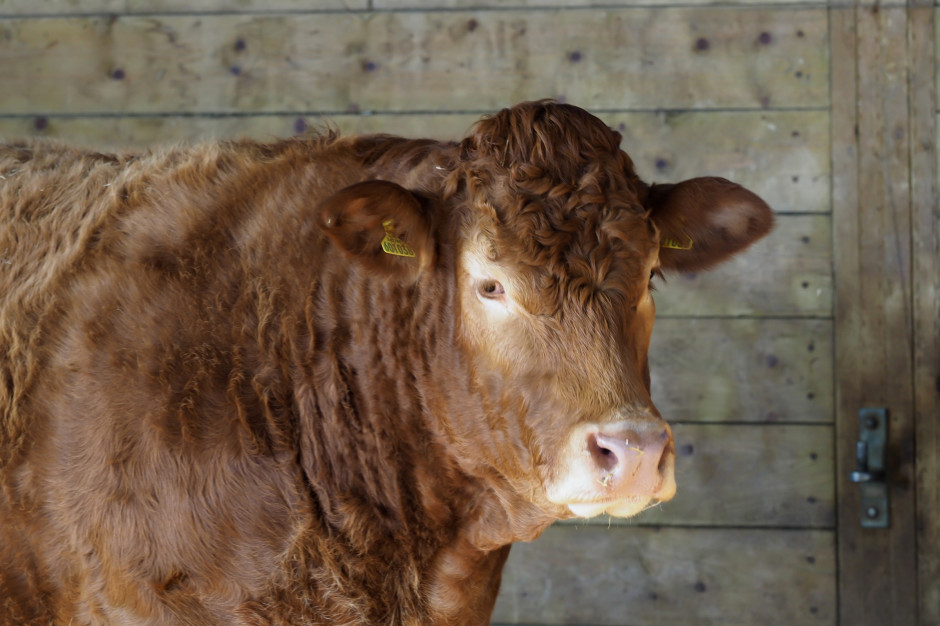 Aukcję bydła mięsnego zorganizował Polski Związek Hodowców i Producentów Bydła Mięsnego (PZHiPBM) oraz Zespół Szkół Centrum Kształcenia Rolniczego w Janowie, fot. Shutterstock