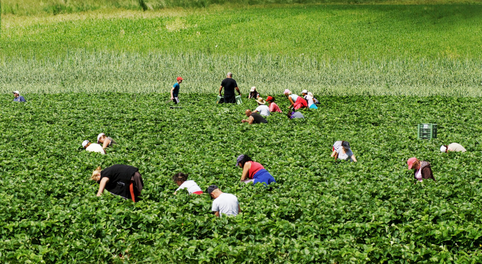 Na farmie, do której doszło do zbrodni, zatrudnieni są wyłącznie polscy robotnicy, fot. Shutterstock Śledczy: Bunt motywem zabójstwa Polaka w gospodarstwie w Apulii