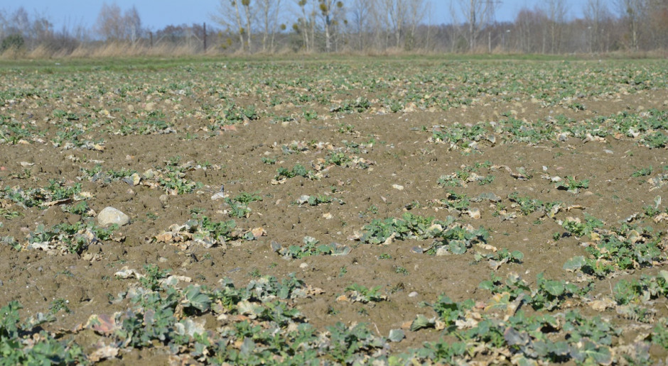 Plantacje, które poradziły sobie w trudnych warunkach w lutym obecnie stoją pod znakiem zapytania; Fot. Katarzyna Szulc Obawiam się o plantacje rzepaku ozimego