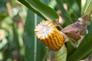LOZ kukurydzy na rok 2018 