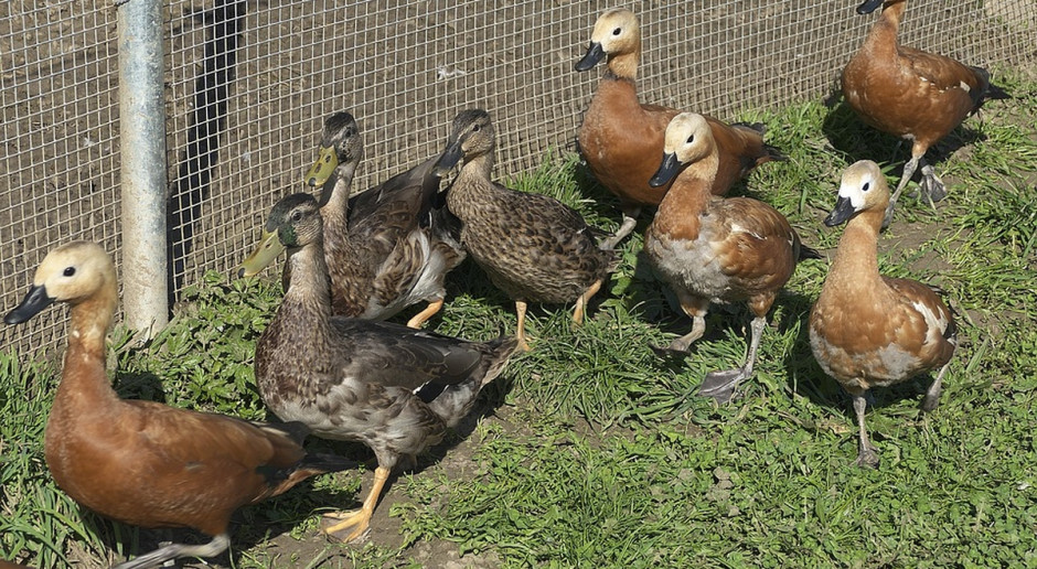 Fot.pixabay.com Ptasia grypa w Holandii