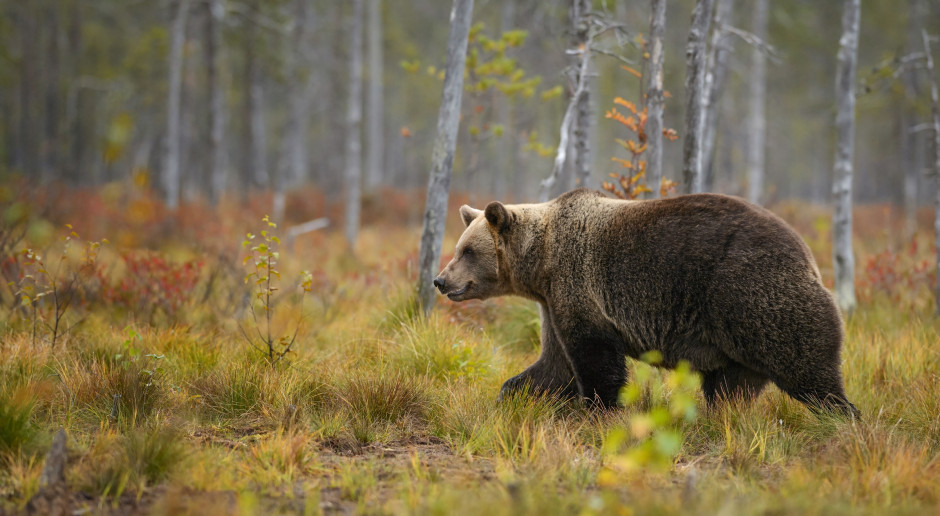 Fot. Shutterstock Śródleśne sady zatrzymują niedźwiedzie w lesie