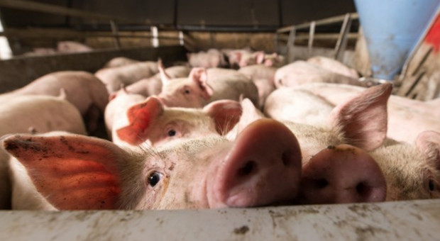 UE: Mniej ubojów świń w 2017 r.