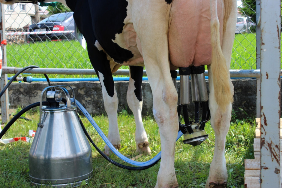 Na rynku mleka trwa obecnie cykl spadkowy, fot. Ł.Ch.