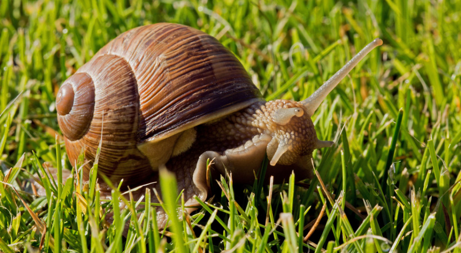 Fot. Shutterstock Lubuskie: W tym sezonie w regionie można będzie zebrać 150 ton winniczka
