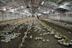 Niemcy potwierdzają wystąpienie ptasiej grypy