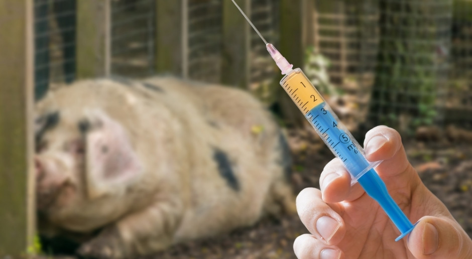 Dania nieustannie dąży do ograniczenia zużycia antybiotyków w produkcji świń. Fot. Shutterstock Świnie bez antybiotyków? Dania jest "za"
