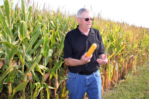 Prawie 29 proc. mniej mykotoksyn z ziarna kukurydzy GMO