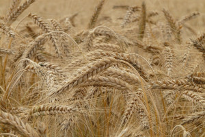 IGC: Mniejsza prognoza światowej produkcji zbóż