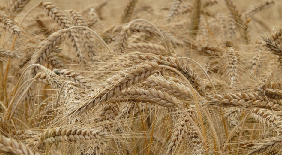 Fot.pixabay.com IGC: Mniejsza prognoza światowej produkcji zbóż